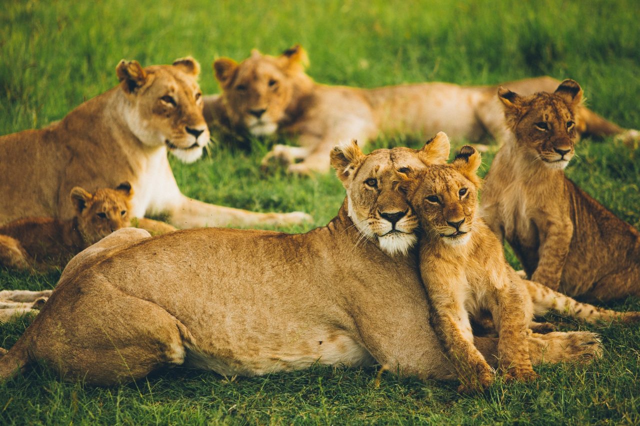lions