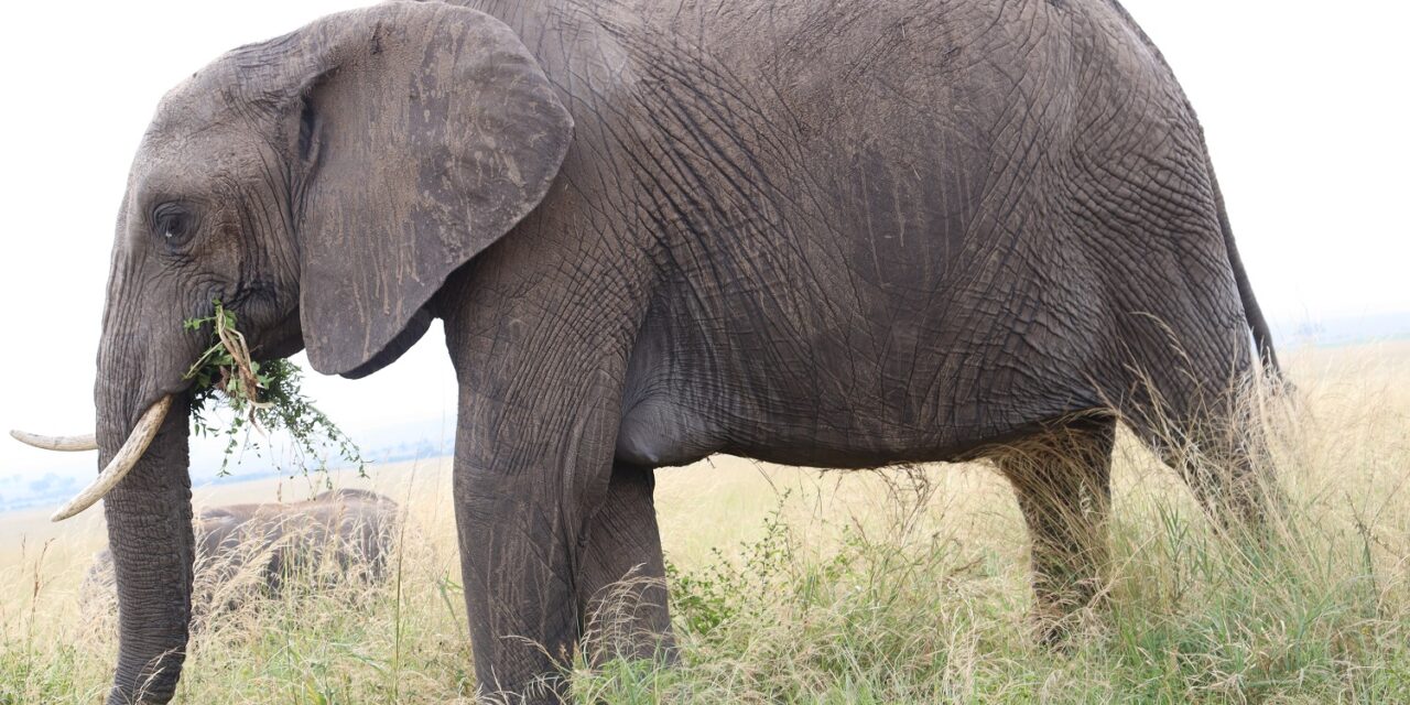 3 Days Samburu – Olpejeta Conservancy Tour