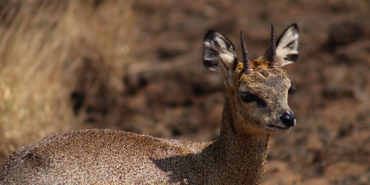 7 Days Kenya’s Finest Safari