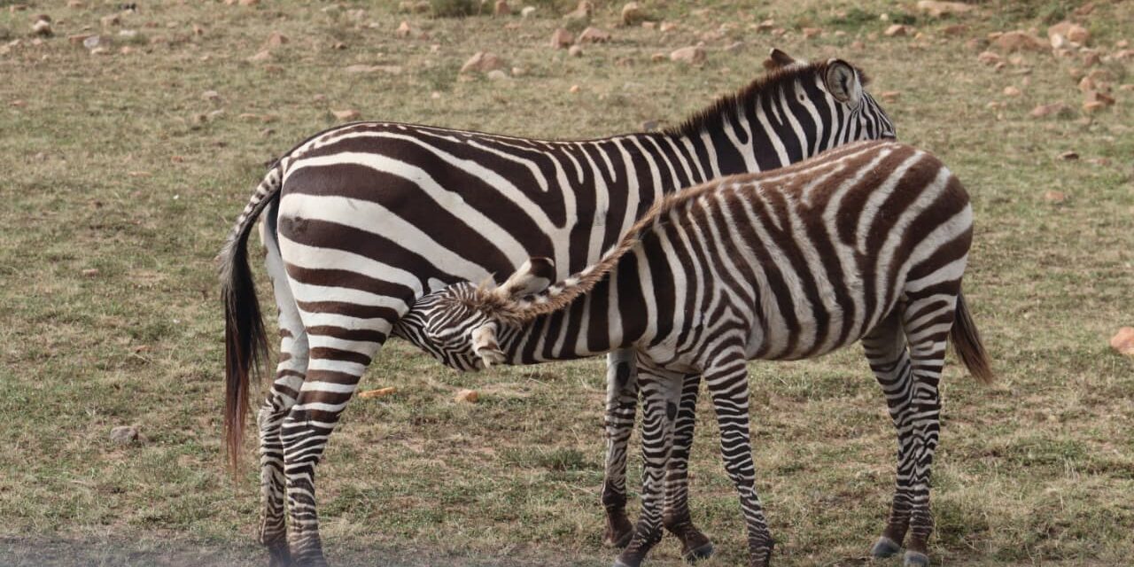 3 Days Group Joining Safari to the Great Masai Mara