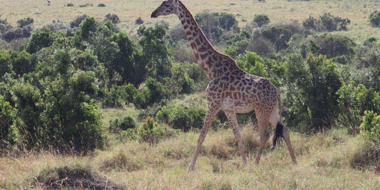 3 Days Magical Masai Mara Fly in Safari